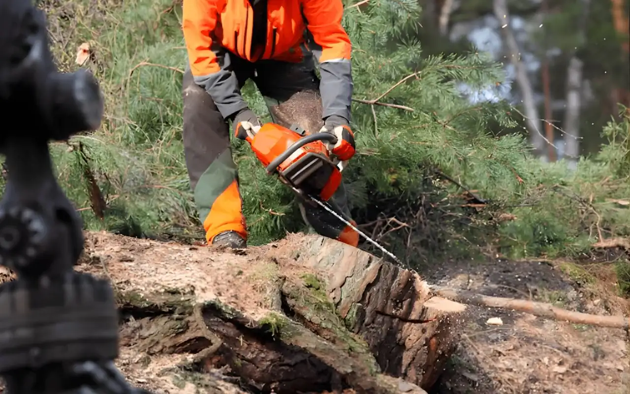 Local tree stump removal service in Rochester NY
