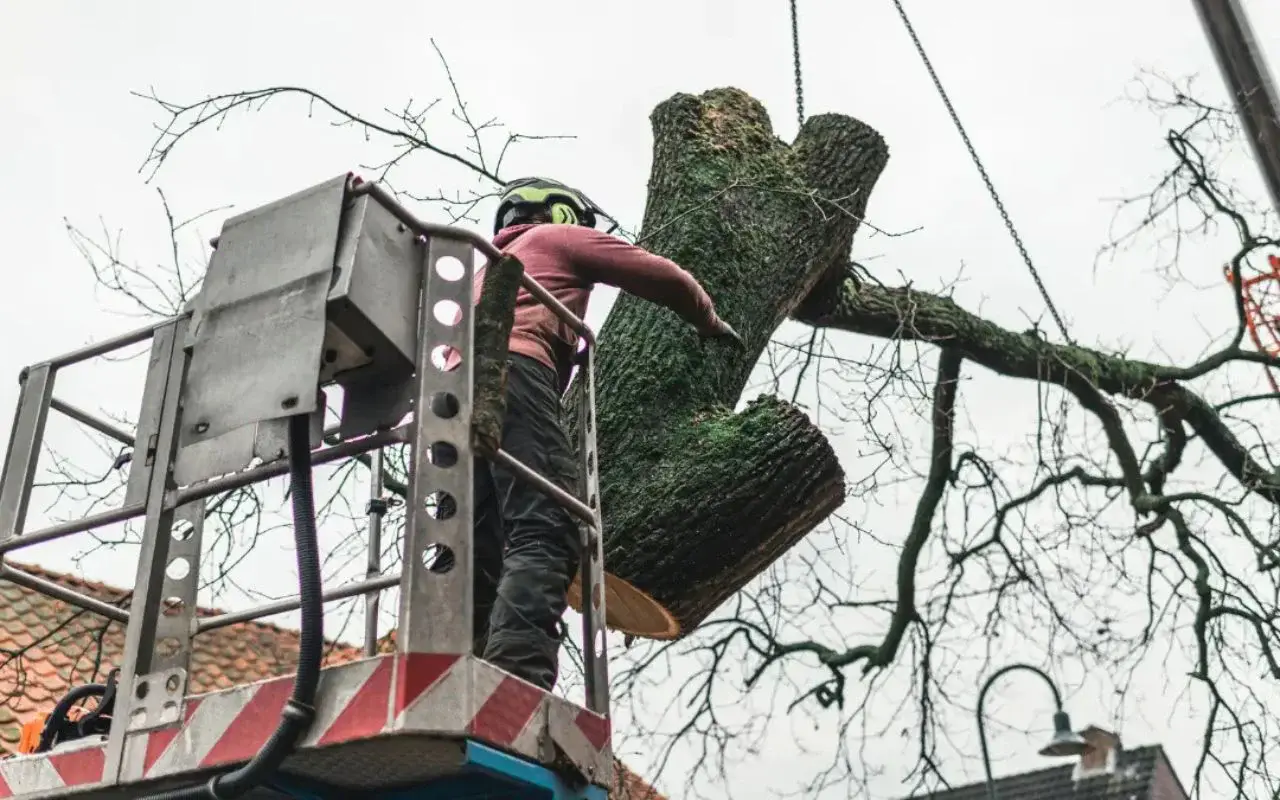 Dead and hazardous tree removal in Rochester NY