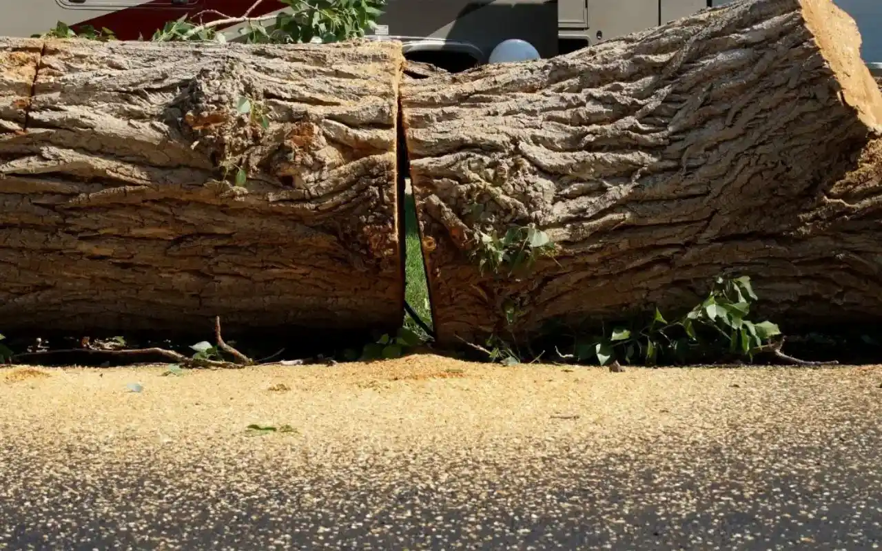 Expert stump grinding in Rochester NY