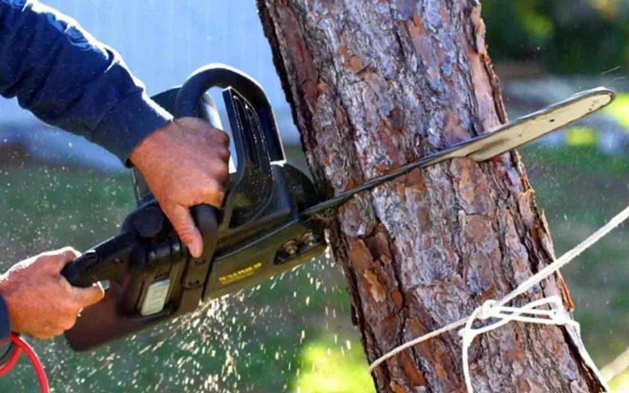 Professional tree removal service in Rochester NY