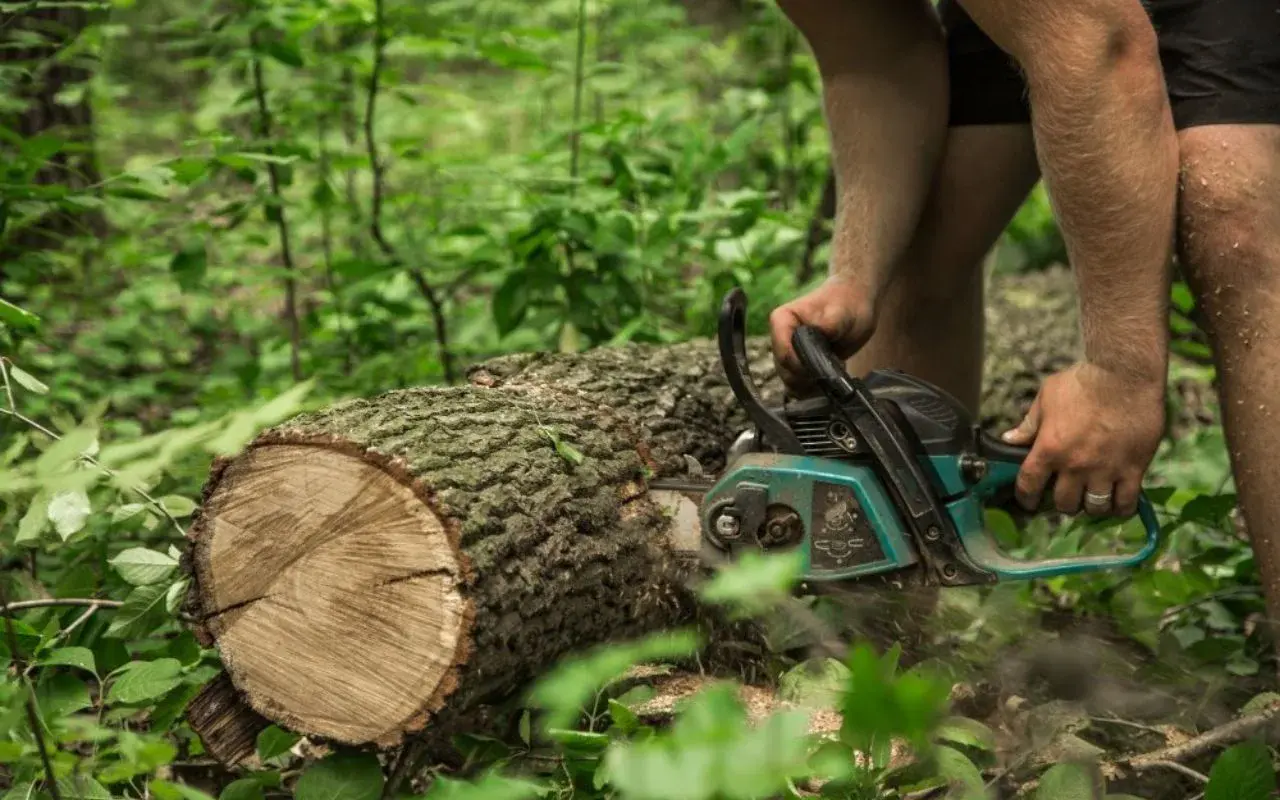 Tree cutting and removal in Rochester NY