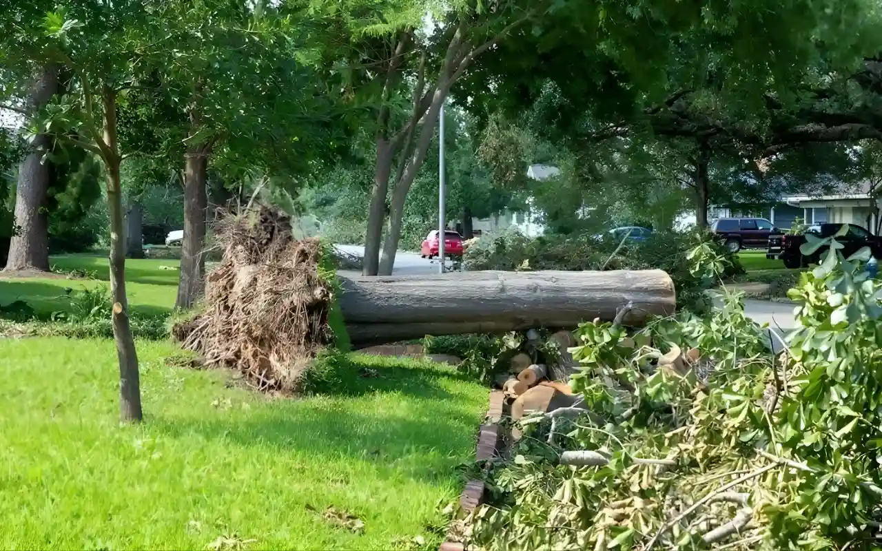 Storm-damaged tree removal